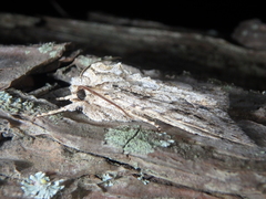 Meganephria bimaculosa