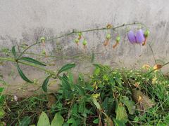 Adenophora triphylla