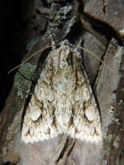 Meganephria bimaculosa