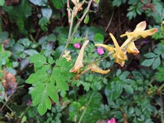 Corydalis ochotensis