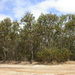 Eucalyptus nutans - Photo (c) Dean Nicolle, μερικά δικαιώματα διατηρούνται (CC BY-NC), uploaded by Dean Nicolle