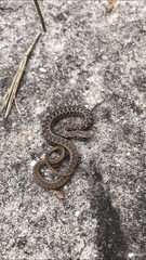 Amplorhinus multimaculatus