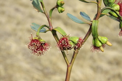Eucalyptus nutans