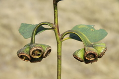 Eucalyptus nutans