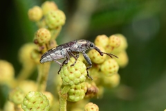 Rhinotia bimaculata