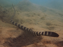 Hydrophis coggeri