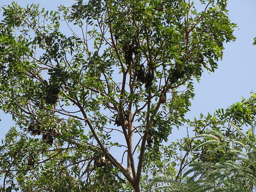 Straw-coloured Fruit Bat