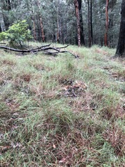 Microlaena stipoides stipoides