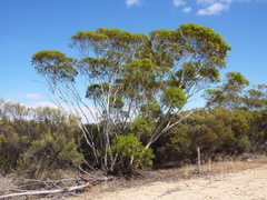 Eucalyptus sporadica