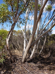 Eucalyptus sporadica