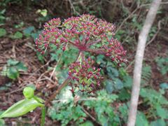 Angelica decursiva