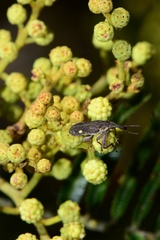 Rhinotia bimaculata