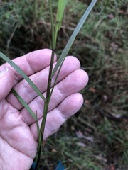 Microlaena stipoides stipoides
