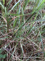 Microlaena stipoides stipoides