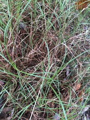 Microlaena stipoides stipoides