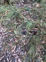 Microlaena stipoides stipoides