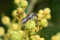 Rhinotia bimaculata