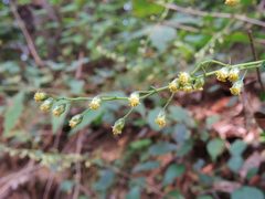 Artemisia stolonifera