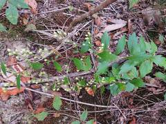 Artemisia stolonifera