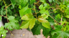 Vitis bryoniifolia
