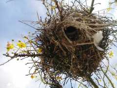 Auriparus flaviceps