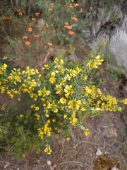 Pultenaea acerosa