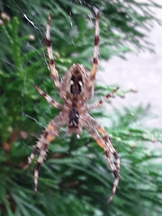 Araneus diadematus