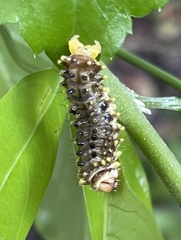 Histia flabellicornis