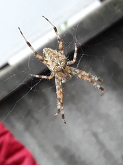 Araneus diadematus