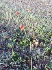 Gaillardia suavis
