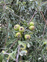 Pyrus salicifolia