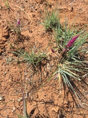 Hermbstaedtia fleckii