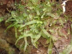 Pallavicinia innovans