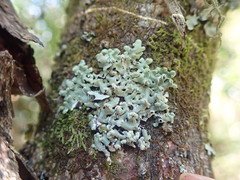 Menegazzia neozelandica