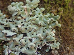 Menegazzia neozelandica