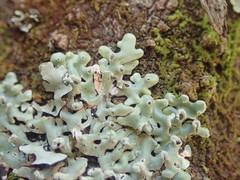 Menegazzia neozelandica