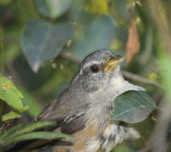 Microspingus cabanisi