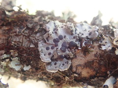 Coccocarpia erythroxyli