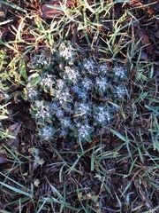 Escobaria missouriensis