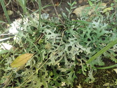 Pseudocyphellaria carpoloma