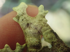 Pseudocyphellaria carpoloma