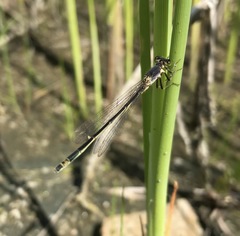 Ischnura aralensis