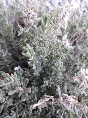 Teucrium polium polium