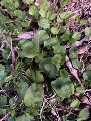 Convolvulus fractosaxosus
