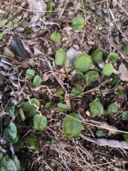 Convolvulus fractosaxosus