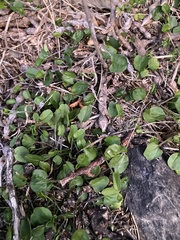 Convolvulus fractosaxosus