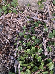 Convolvulus fractosaxosus