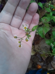 Galinsoga quadriradiata