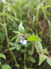 Trichodesma zeylanicum