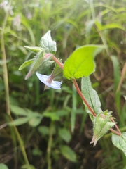 Trichodesma zeylanicum